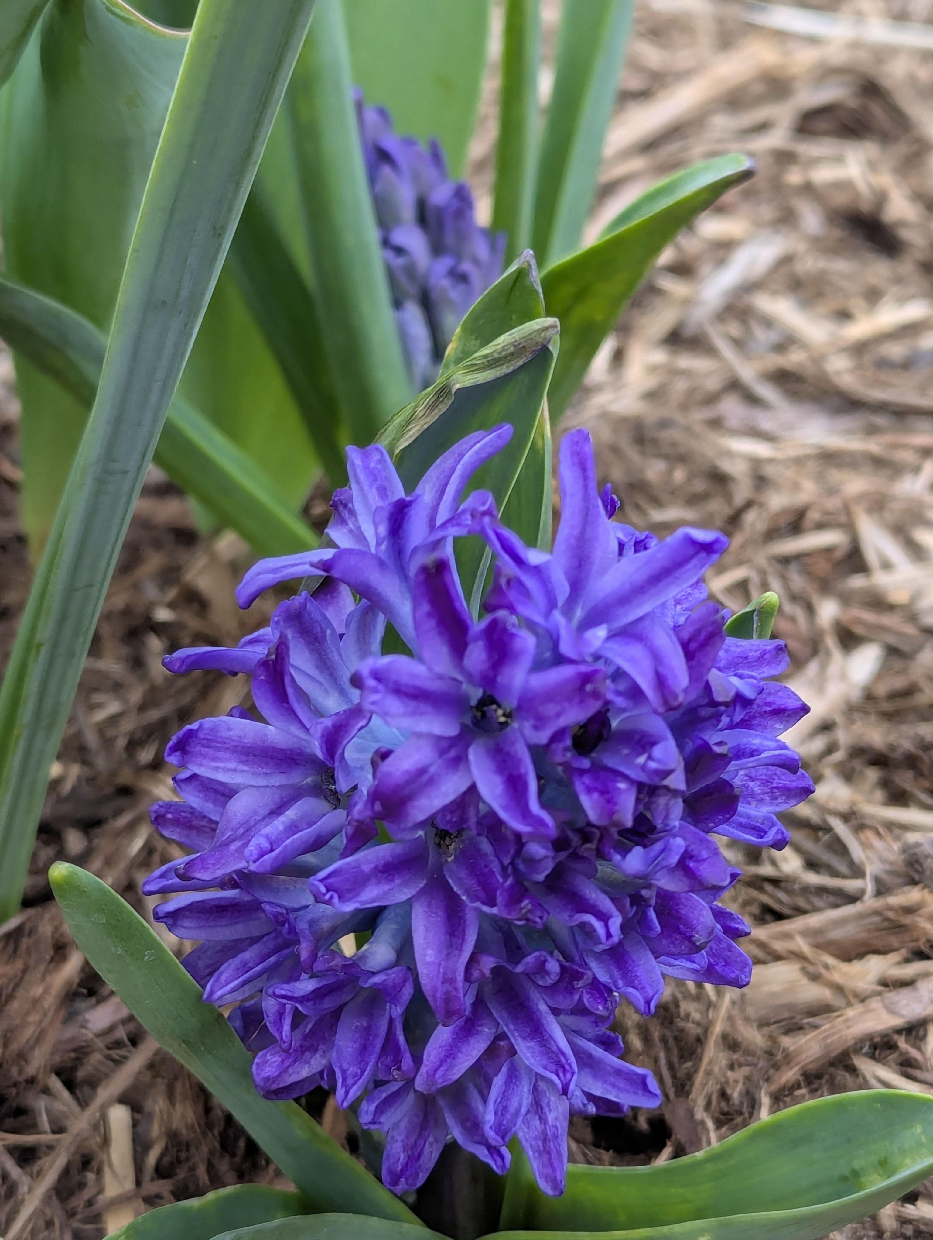 Garden, Flowers, Morrison, Colorado
